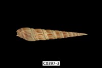 藏品(櫛筍螺 )的圖片